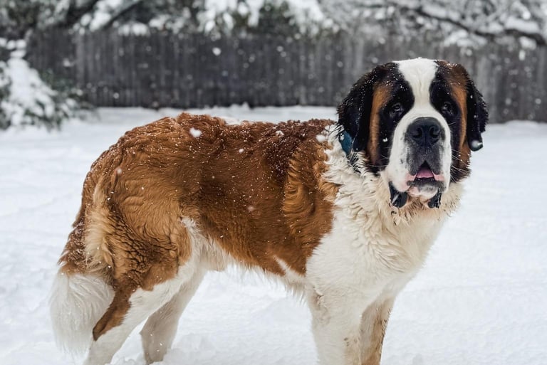 AKC Crooked River's Gunther - Saint Bernard