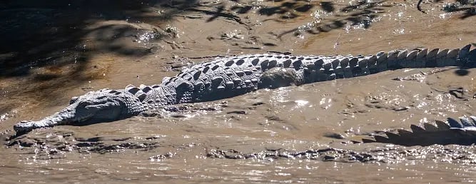 a crocodile - like animal is laying on the ground