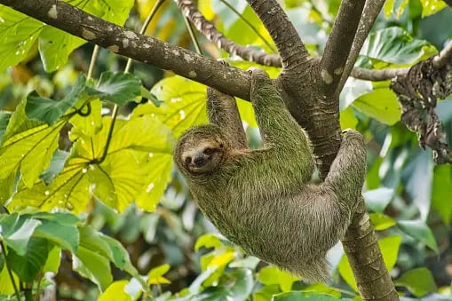 a sloth hanging from a tree