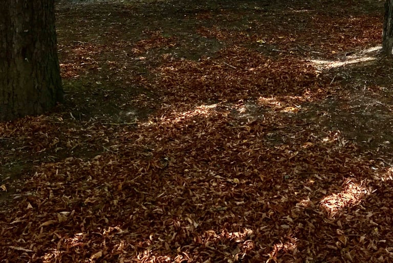 Ramassage de feuilles à Soisy-sur-Seine et aux alentours.
