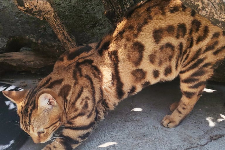 A brown spotted Bengal cat stretching its body outdoors near tree roots.