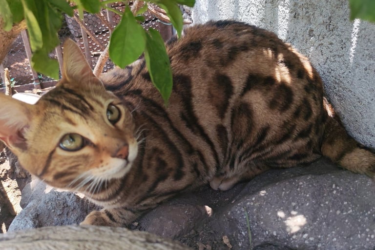 A brown spotted Bengal cat rests outdoors on a rock near a garden tree.