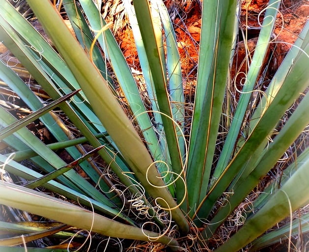 Agave spirals called to me in Sedona's high desert