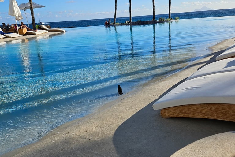 Bir-dy, in an excessively large bird bath, with a swim-up bar and waterslide, St. Maarten