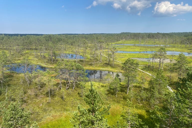 Estonia - Bog