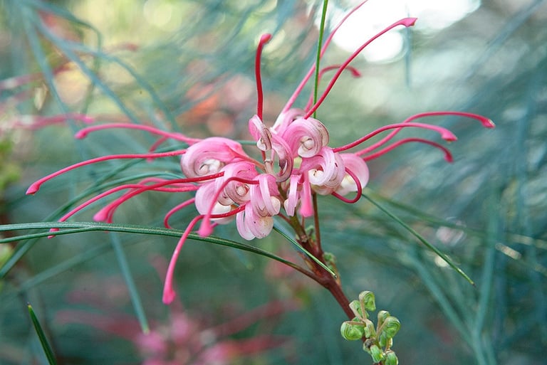 Grevillea Flower, Grevillea Floral Art, pink flowers, Australian native flowers