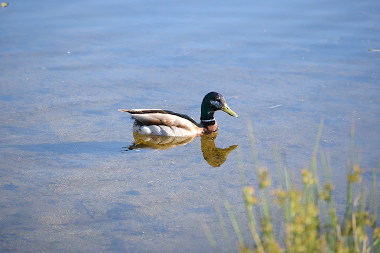 a duck in the water with a long beak