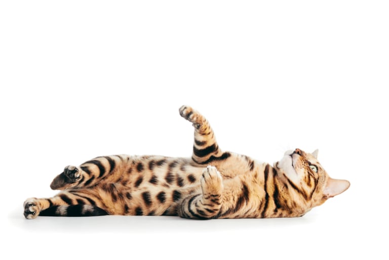 etude d'osteopathe animalier