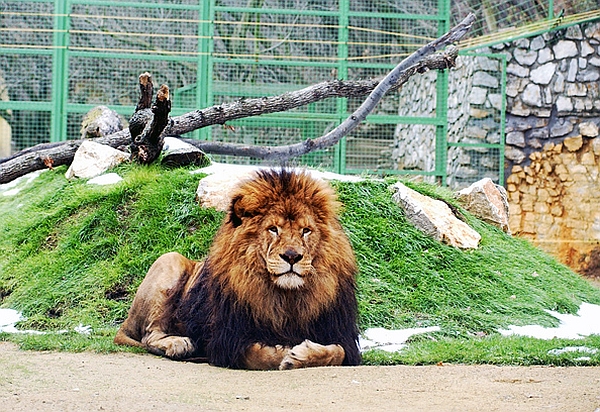 zoo budapest