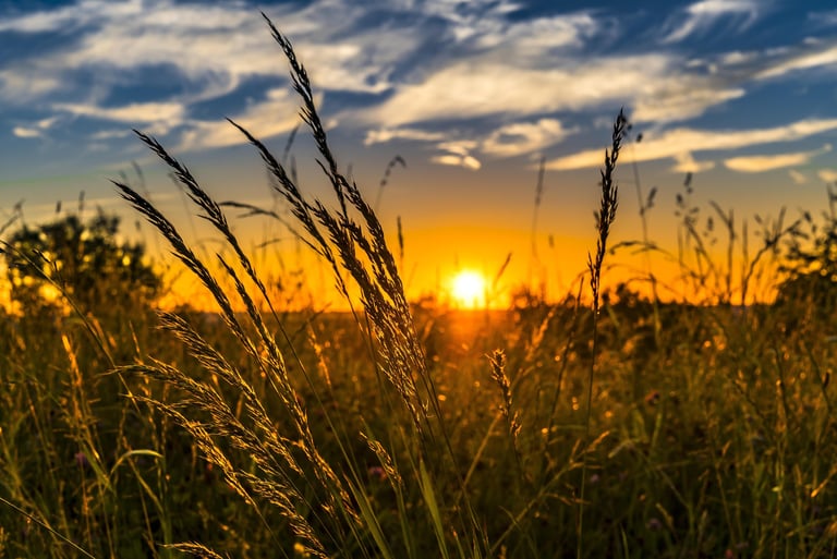 Wheat field sunset