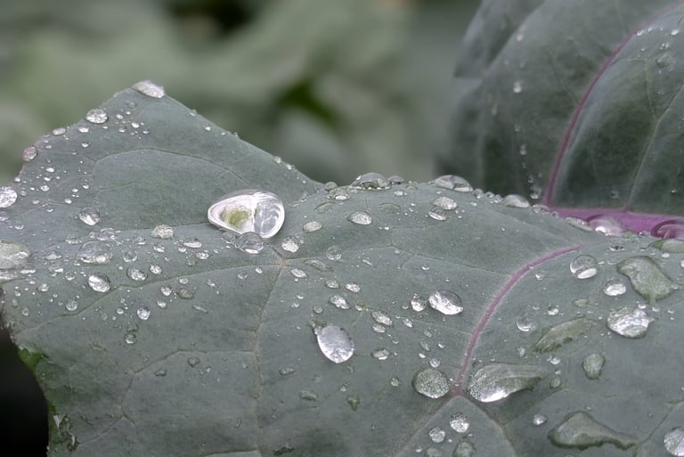 water drops on cabbage