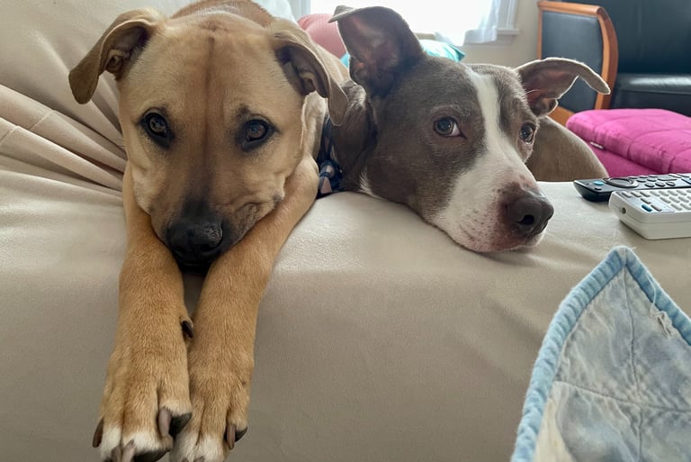 Dos perros tumbados en un sofá con las patas en el sofá