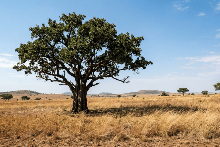 S&B El Artesanal Árbol de Karité en sabana de África
