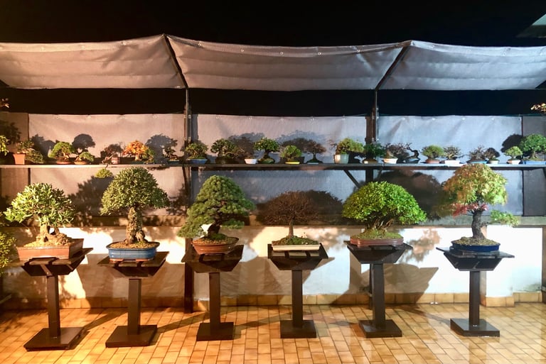 Bonsai coltivati da Massimo Moscato, autore di thriller, sezione L’altro me del sito ufficiale.