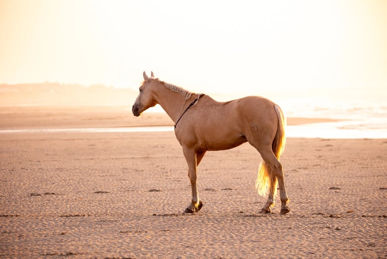 cheval espagnol PRE palomino liberte plage mer