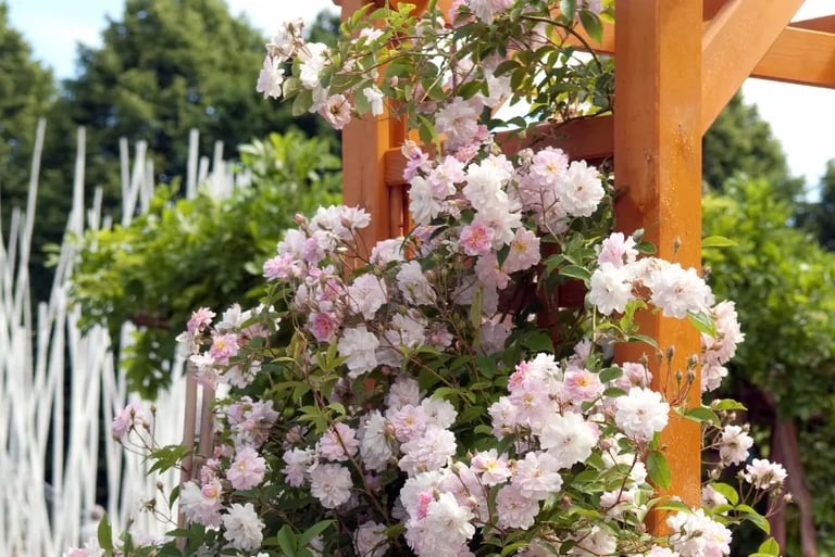 Rosal Trepador en pérgola de madera