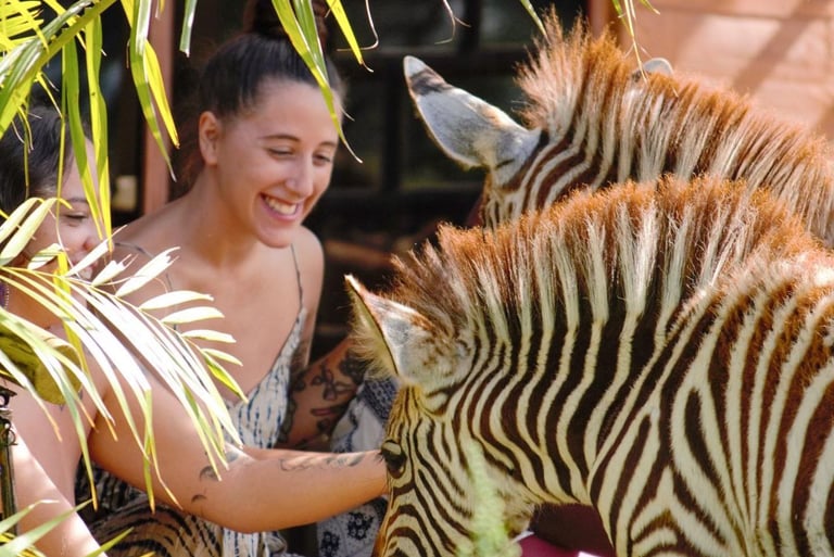 a woman is feeding a zebra in a zoo