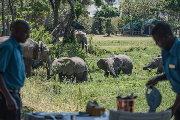 a herd of elephants in a field with a man in a blue shirt
