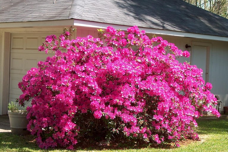 Azaleas