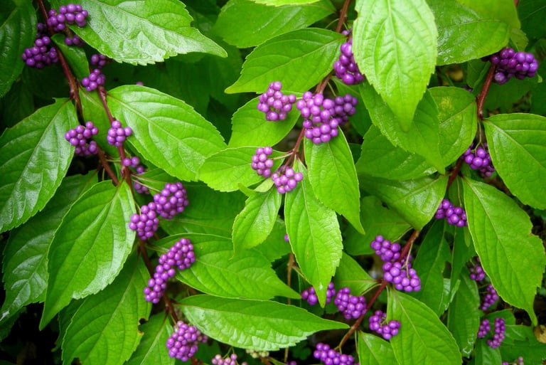 Beautyberry