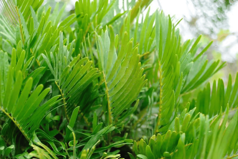 Coontie 