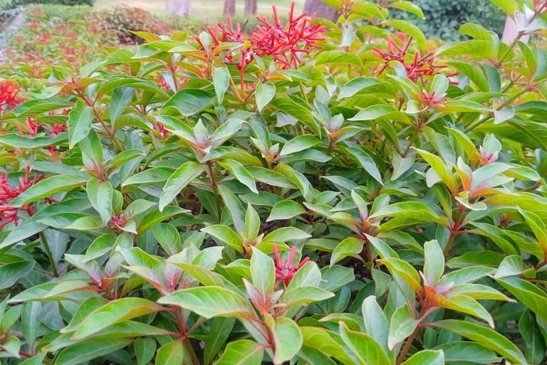 Firebush 