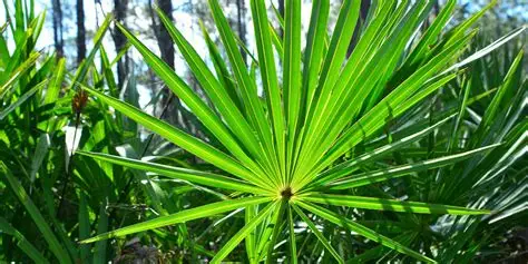 Saw palmetto