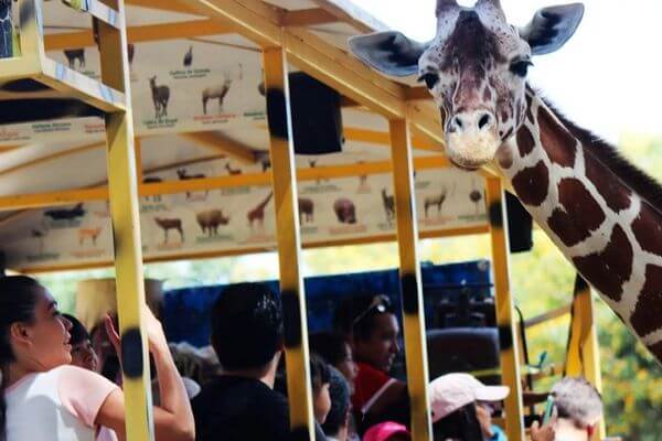 Jirafa en Zoologico - Tour zoologico de guadalajara saliendo de morelia