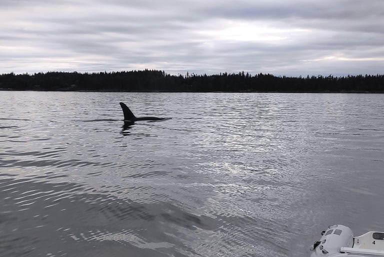 A Killer whale gliding past our boat