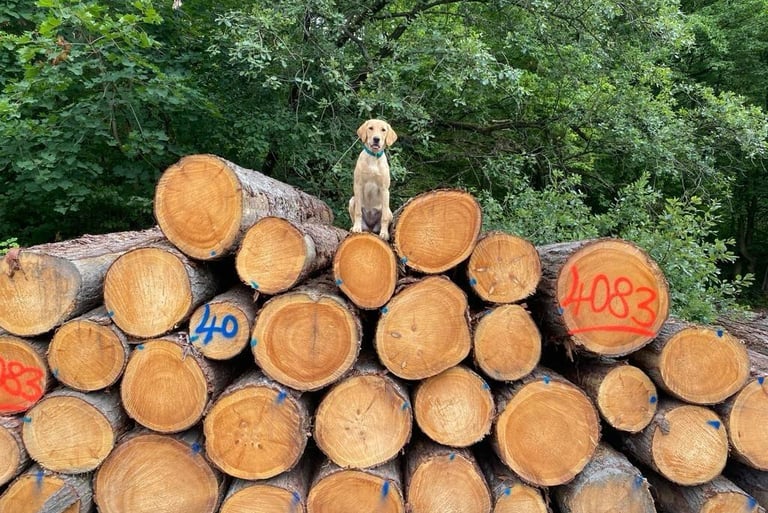Labradorhündin beim Einzeltraining.