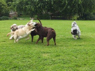 Fünf Hunde spielen und toben und haben Spaß im Garten vom Hundehotel Hunde Freude.