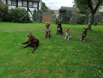 Fünf Pensionshunde im Garten vom Hundehotel Hunde Freude.