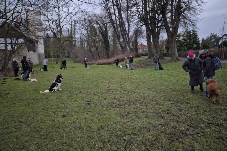Hundetraining in Einbeck im Park.