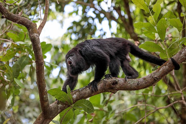Howler monkey in the forest near Manta city