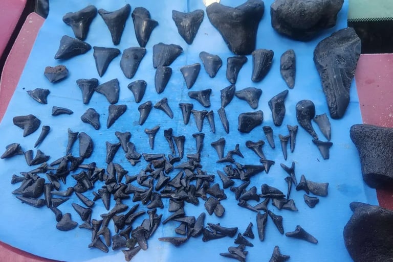 fossil sharks teeth