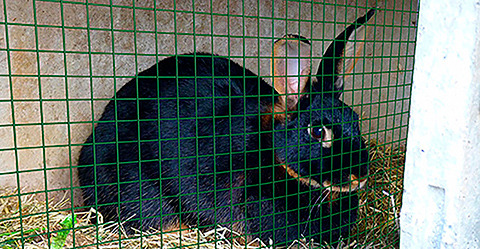 grillage soudé petite maille