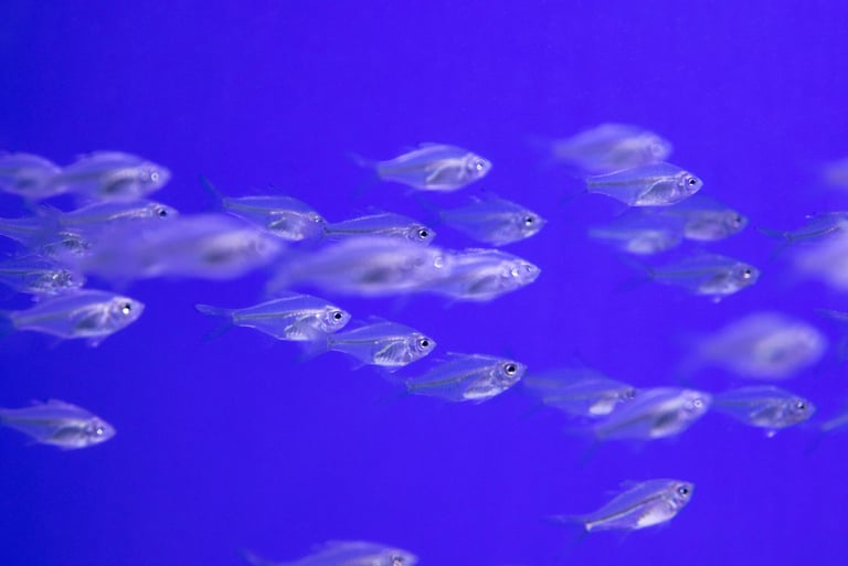 Foto de Magda Ehlers: https://www.pexels.com/pt-br/foto/cardume-de-peixes-de-raio-x-1635927/