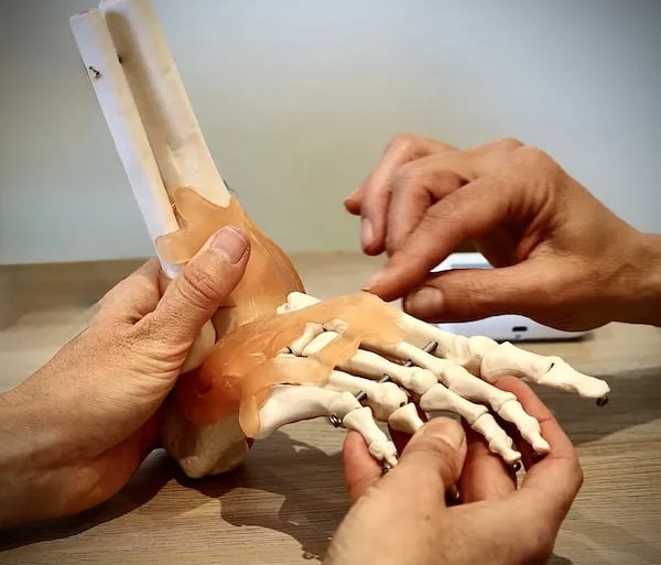 Model of the human foot