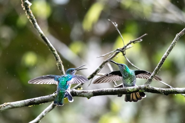 Two vibrant green and blue hummingbirds with wings spread perched on a mossy branch in a rainforest.