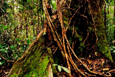 5 Days 4 Nights Bako National Park Tour & Travel Packages