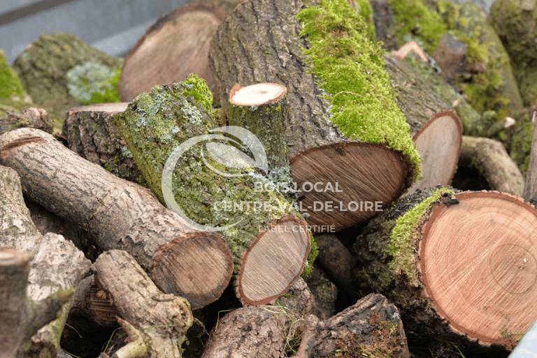 une pile de bûches avec de la mousse qui pousse dessus