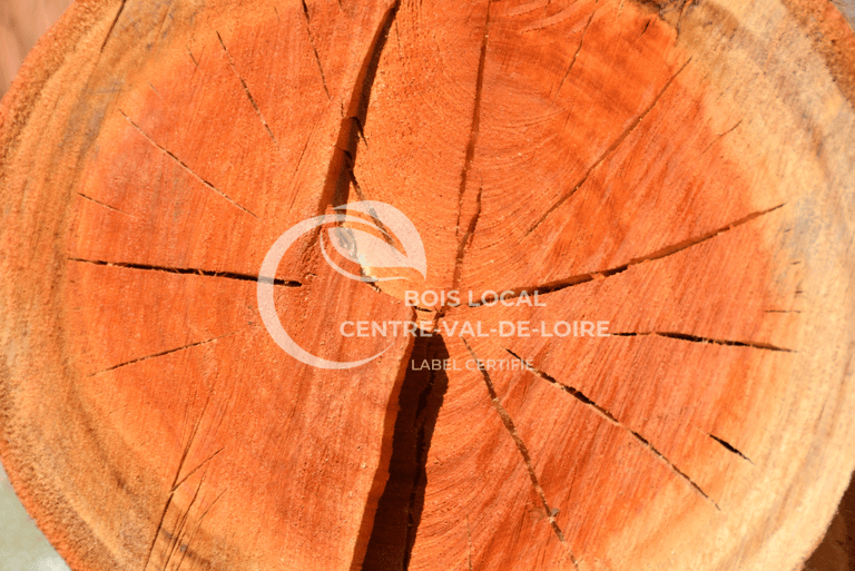 vue zoomée d'un tronc