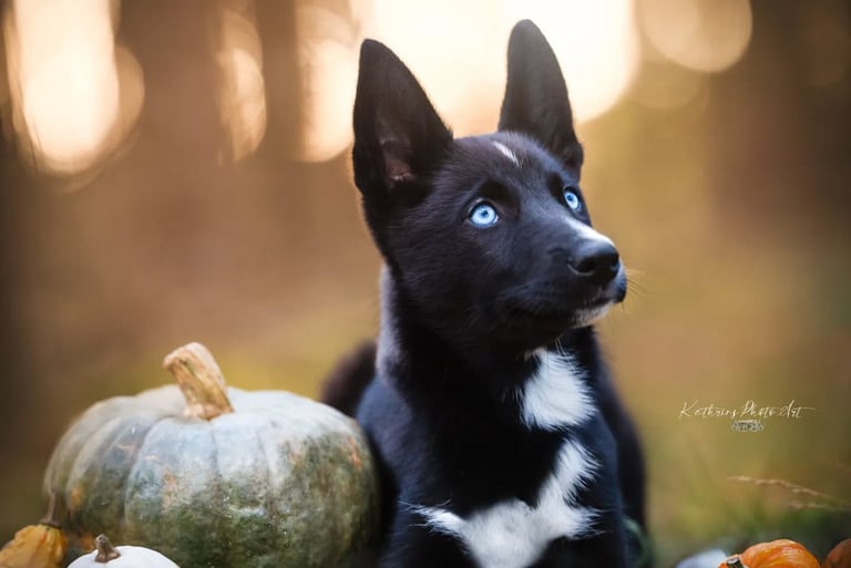 Bild von Nayeli (Hund) neben Kürbis