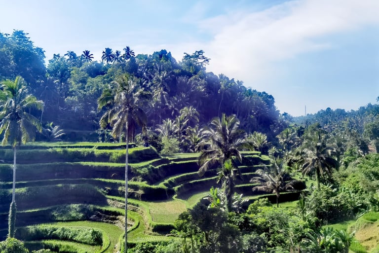 Scenic view of Tegallalang Rice Terraces in Ubud, Bali, surrounded by tropical palm trees and lush greenery.