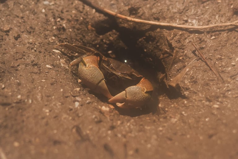 fotografia de albúfera y cangrejo. Mar chiquita