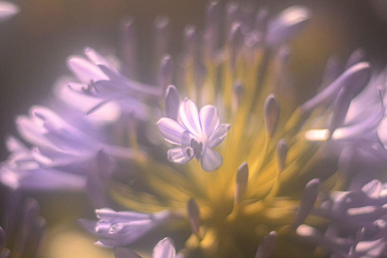 a close up of a flower with a blurry background