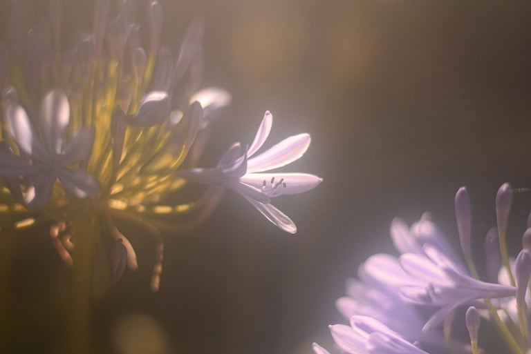 a flower that is in the middle of a flower