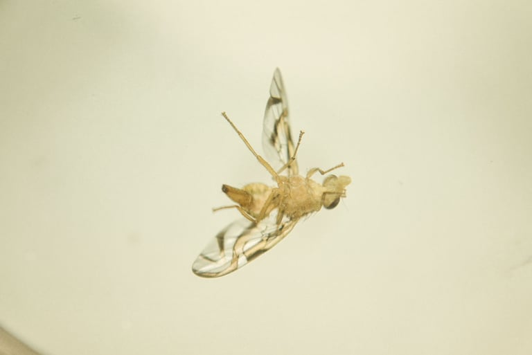 fotografia de mosca. especie anastrepha obliqua