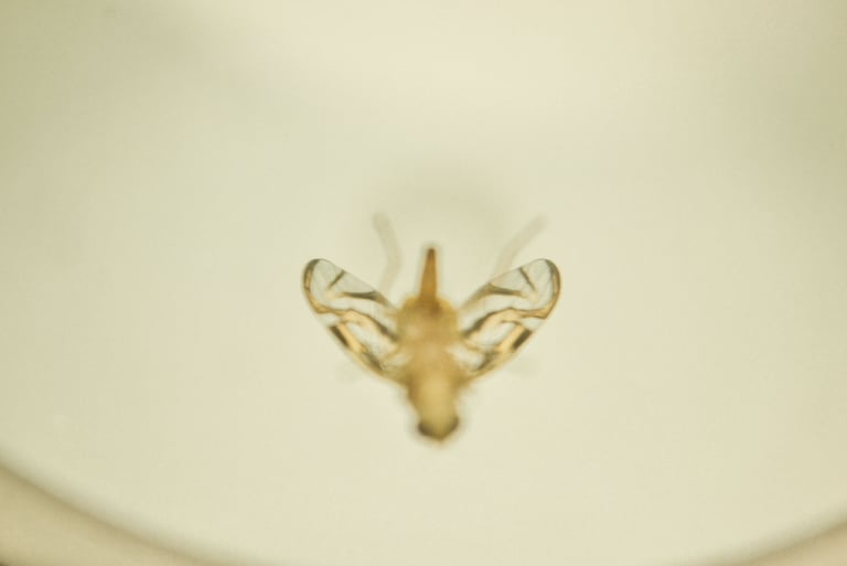 fotografia de mosca. especie anastrepha obliqua