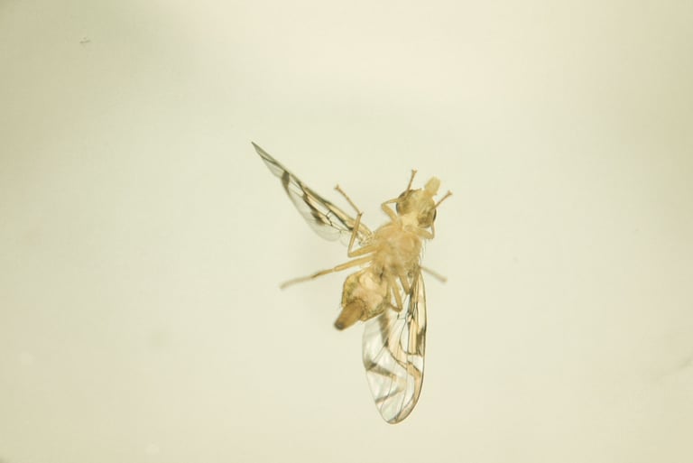 fotografia de mosca. especie anastrepha obliqua